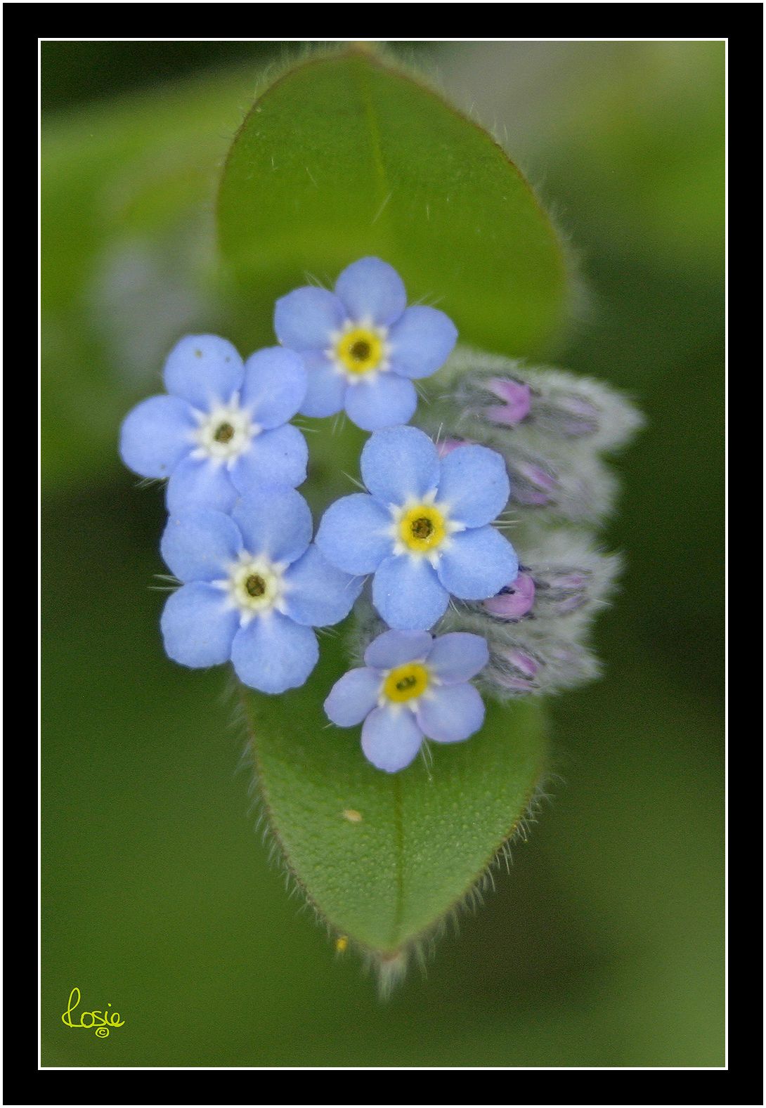 Forget me Not.