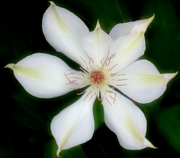 clematis5884a.jpg