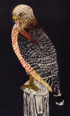 Red Winged Hawk