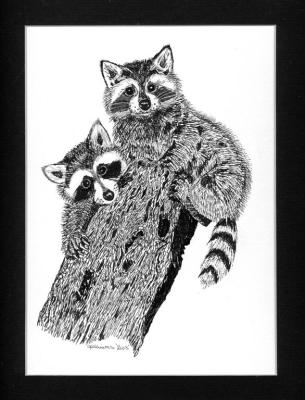 Raccoons