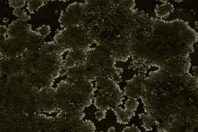 Lichen A 3153.jpg