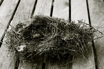 Death in the Nest 3167.jpg