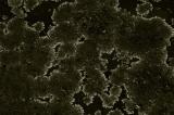 Lichen A 3153.jpg