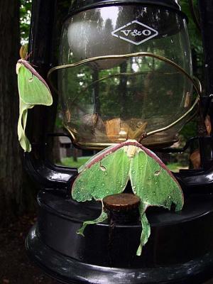 Luna moth