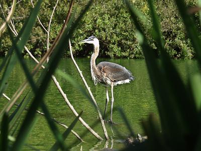 Golden Gate Park