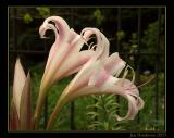 Atlanta Botanical Gardens Revisited