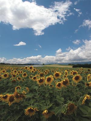 Sunflowers