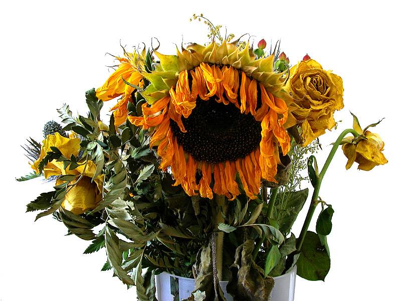 Dead Flowers 2