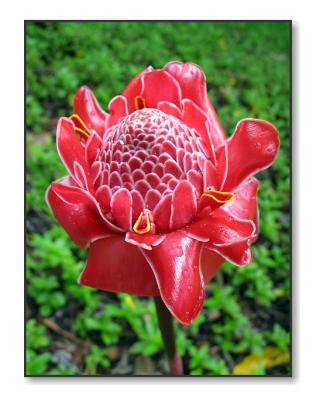 <b>Red Torch Ginger</b><br><font size=2>Princeville, Kauai