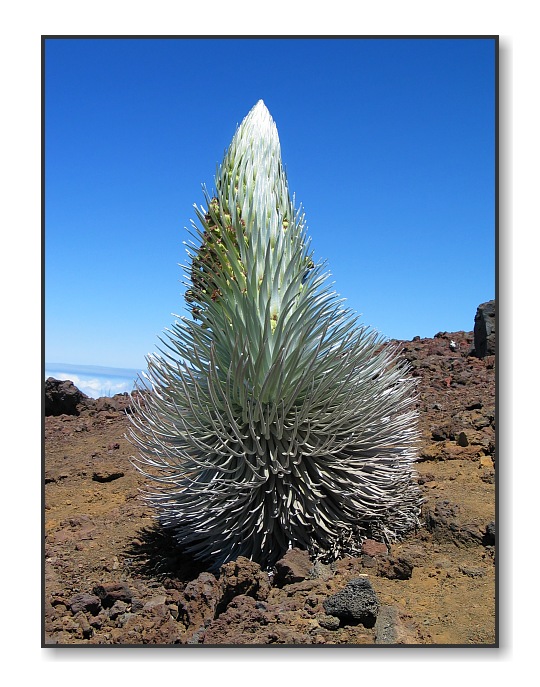 SilverswordHaleakala Nat'l Park, Maui