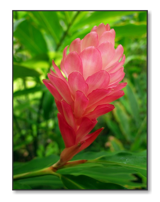Pink Ginger FlowerKa'anapali, Maui