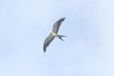 Kite_Swallow-tailed W4851.jpg