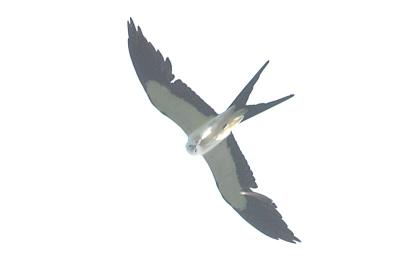 Kite_Swallow-tailed W4892.jpg