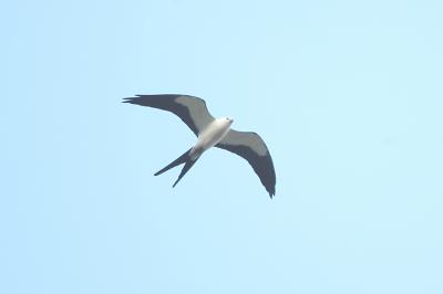 Kite_Swallow-tailed W4914.jpg