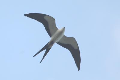 Kite_Swallow-tailed W4920.jpg