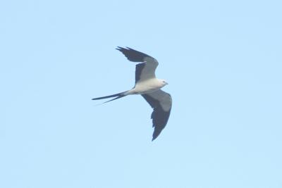 Kite_Swallow-tailed W4964.jpg