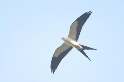 Kite_Swallow-tailed W5127.jpg