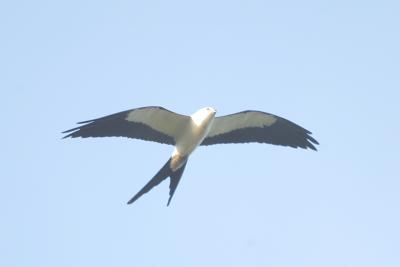 Kite_Swallow-tailed W5132.jpg