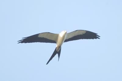 Kite_Swallow-tailed W5133.jpg