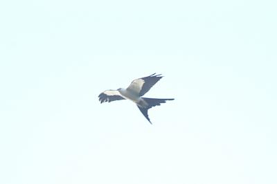 Kite_Swallow-tailed W5171.jpg