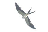 Kite_Swallow-tailed W4892.jpg