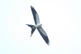Kite_Swallow-tailed W5138.jpg