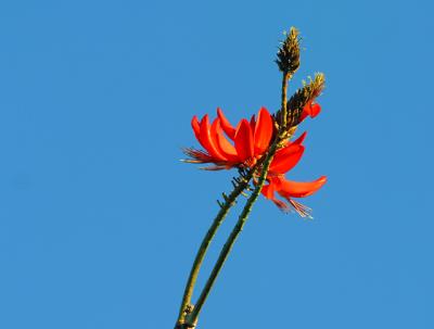 Coral tree