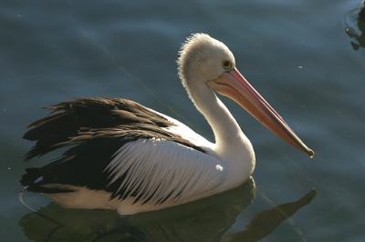 One pelican