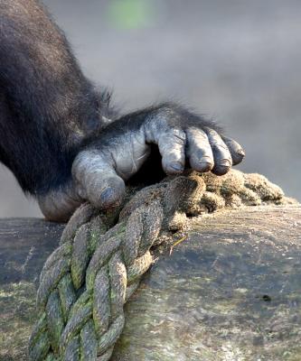 Foot of lowland gorilla