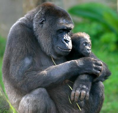 Five month old gorilla with mum