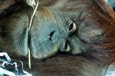 u30/sheila/medium/18896418.OrangUtanforweb.jpg