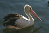 One pelican