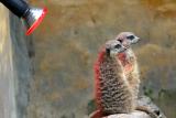 Meerkats warming up