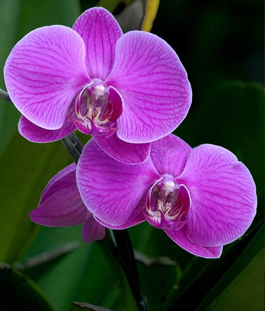 Moth orchid