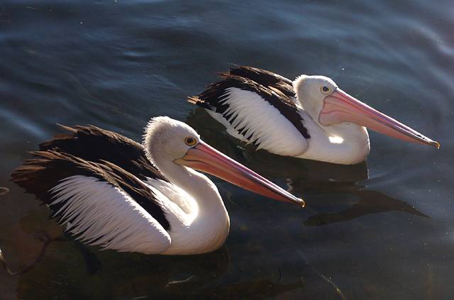 Two pelicans