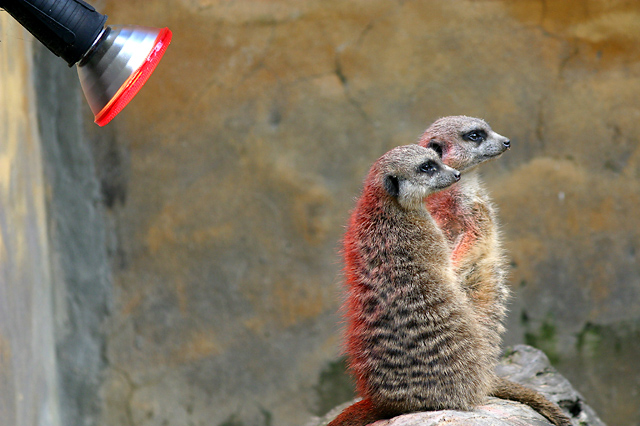Meerkats warming up