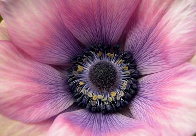 Anemone