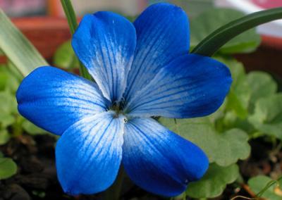 Tecophilaea