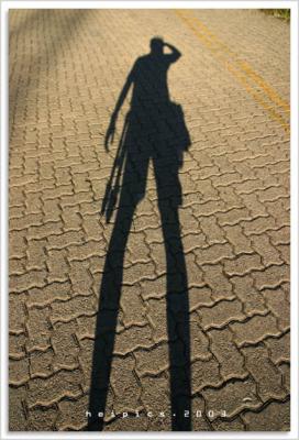 daddy long legs