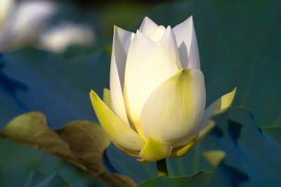White Blossom