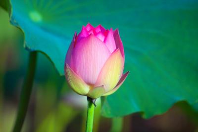 Pink Blossom