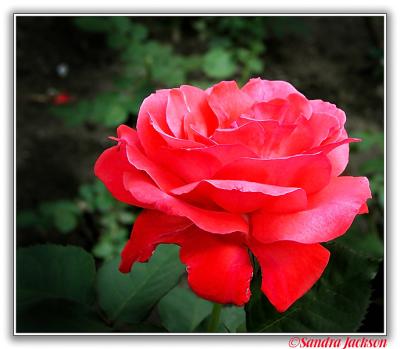 Richard's Rose