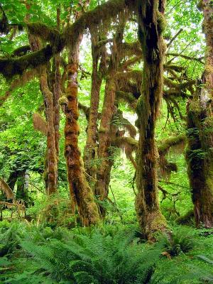 Hoh rain forest mossy trees