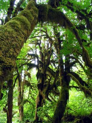 Closeup view of the moss