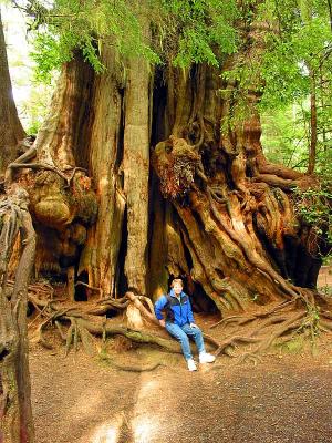 Carol with a very large cedar tree (Near Kolach)