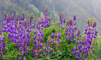 Lupine on Hurricane Ridge