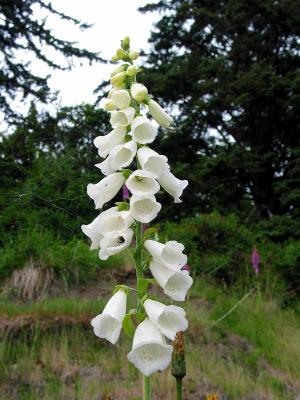 White Foxglove near Point Alava on the Pacific