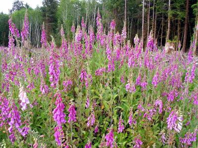 Pink Foxglove near the Hoh Rainforest