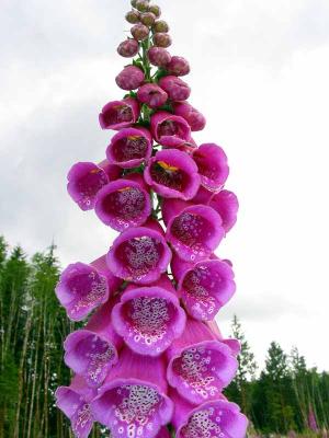 Closup of pink foxglove