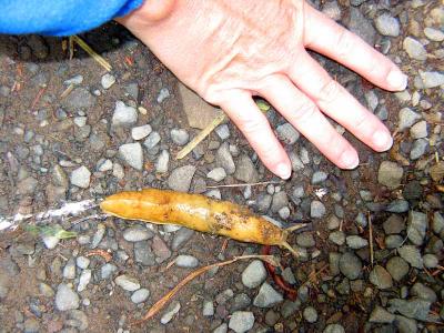 A small banana slug